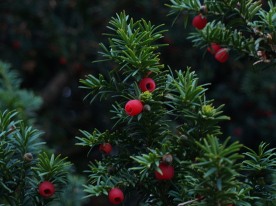 Yew berries